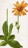 Arnica